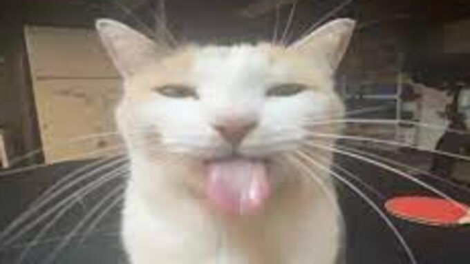 BestCatOfTheWorld